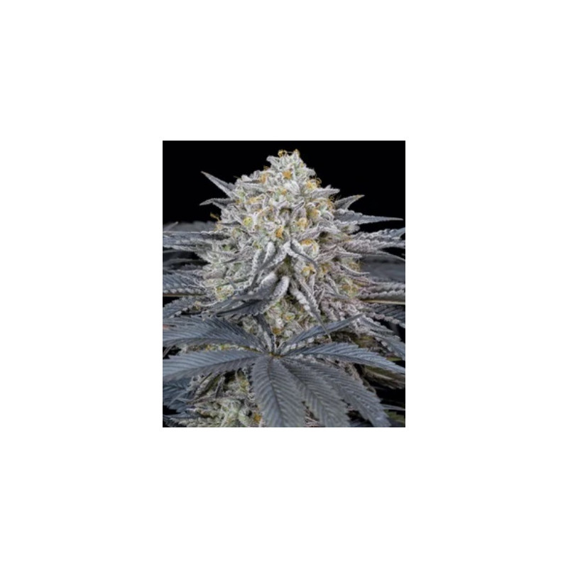 Watermelon Runtz â 1